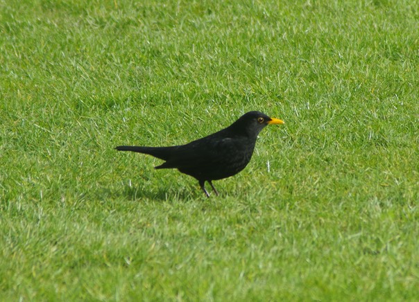 Blackbird