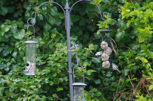 Blue tit & Great tits