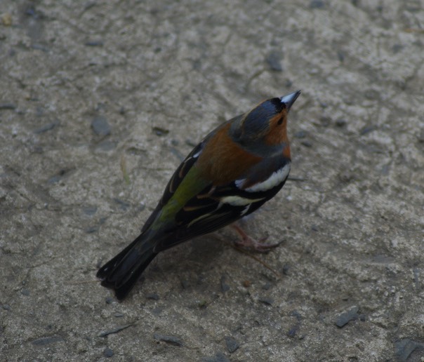 Chaffinch 2