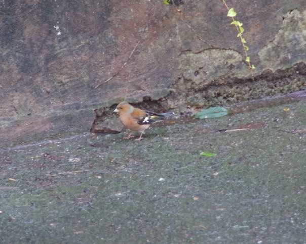 Chaffinch