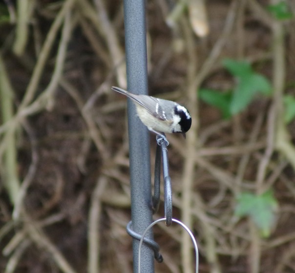 Coal Tit