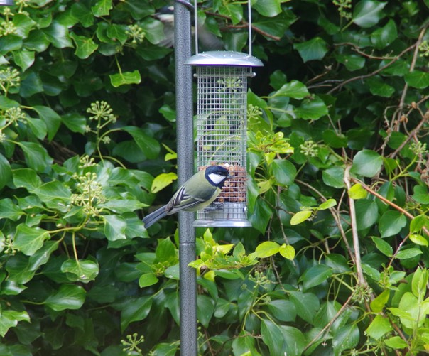 Great tit