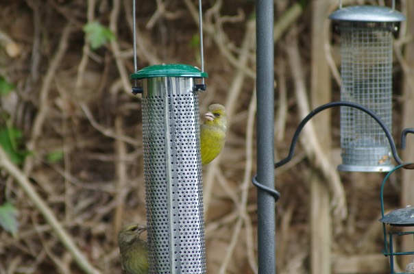 Green Finch