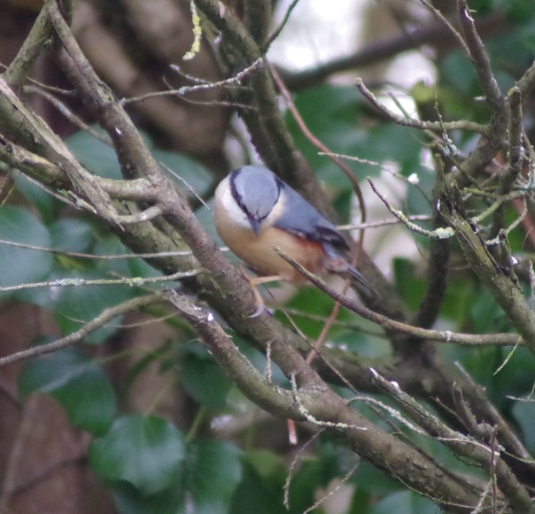 Nuthatch