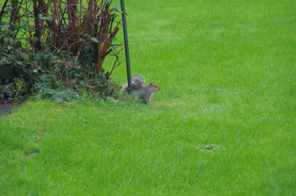 peanut thief