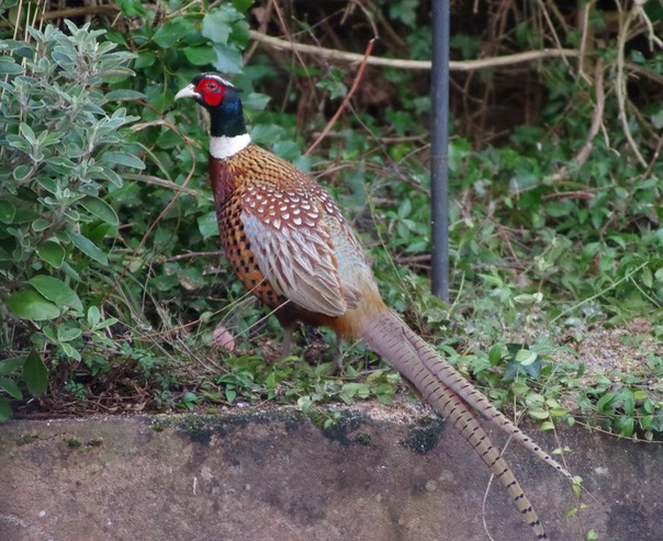 Pheasant 2