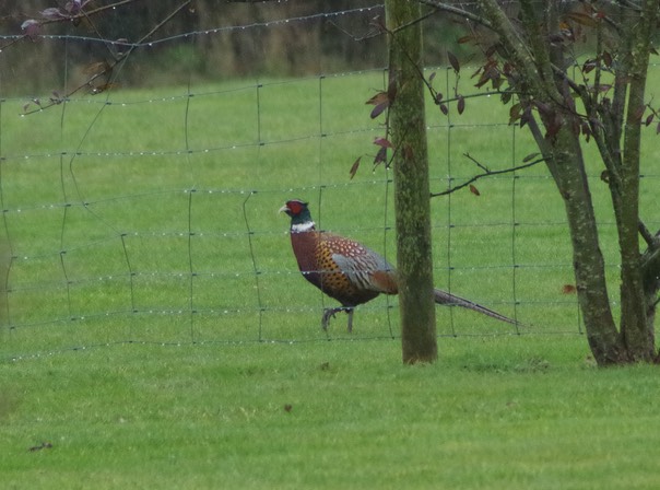 Pheasant