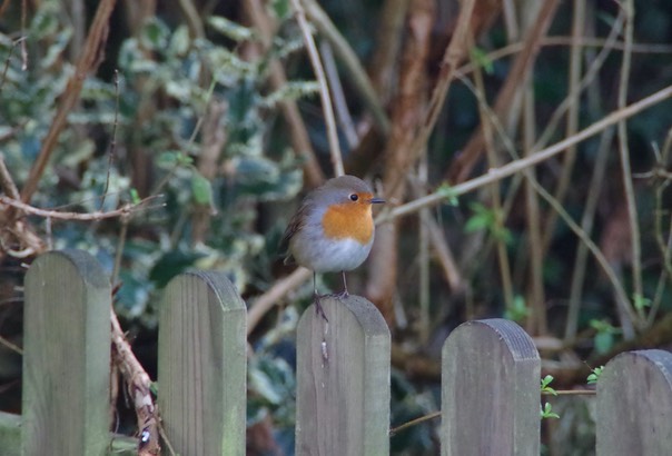 robin