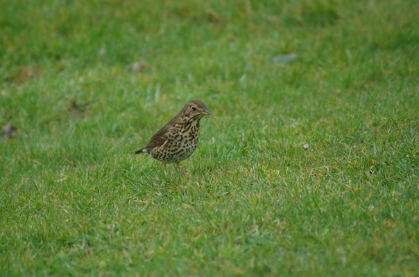 Thrush